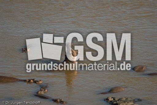 Flusspferd (55 von 104).jpg